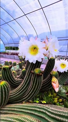 The Stunning Beauty of Cactus Flowers