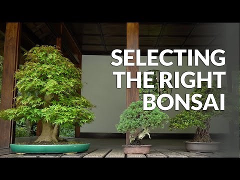 Selecting Bonsai species for your local Climate