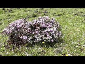 Alpine flowers of Sichuan, China - Snow Mountain Pass (雪山梁)