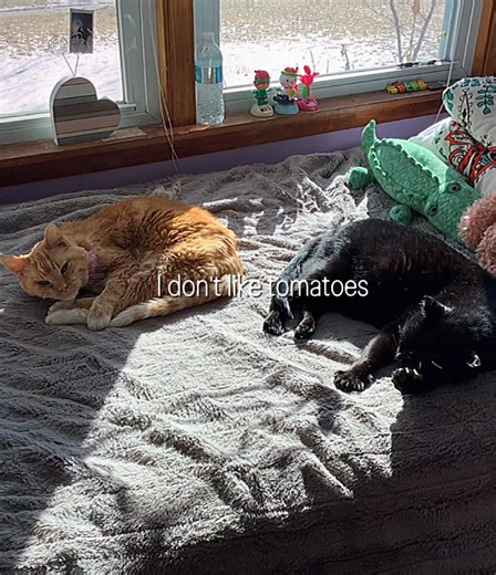 He misses his best friend. 🐈🐈‍⬛ #pets #cats #rip #trend #fyp | cat