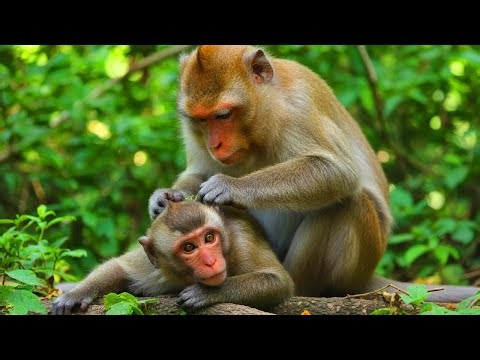 🔴LIVE: Mother Monkey Grooming Her Baby | Sweet Family Bond in Nature 🐒❤️