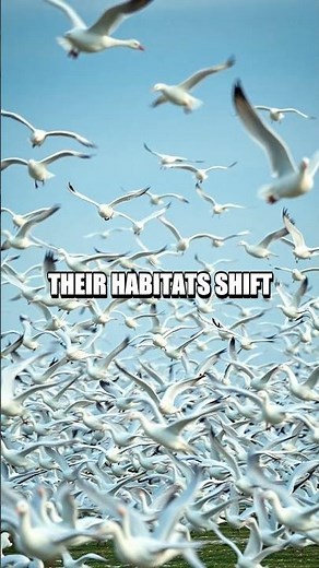 The Snow Goose's Polar Passage