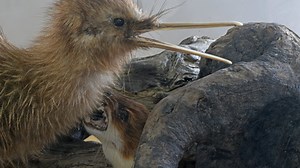 'Alien' species a growing threat to biodiversity - UN