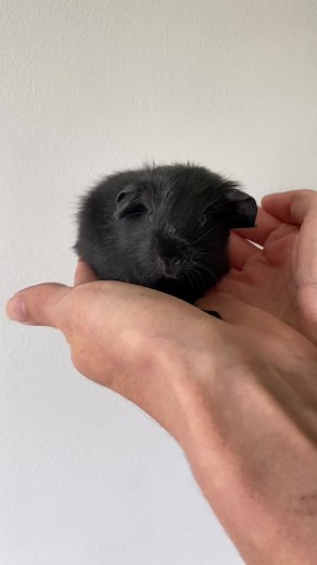 #seethebaby #iwouldliketoseethebaby #guineapig #guineapigs #guineapigsoftiktok #guineapiglove #guineapigtiktok #guinea_pig #guineapigsheaven #guineapigbaby #babyguineapig