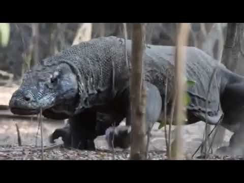 Komodo Dragon Hunting Strategy Explained 🦎 | Worlds Largest Lizard Documentary | 