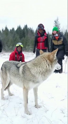 Rescue Team Saves Trapped Grey Wolf From Deep Pit 🐺 Dramatic Wildlife Survival Operation #wolf