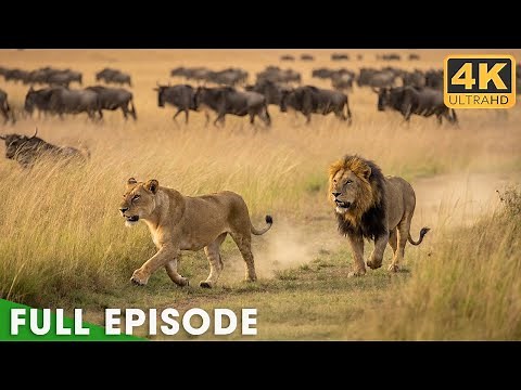 WILD SAVANNAH: Ultimate Predators Survive in the Heart of Africa | Nature Animal Documentary