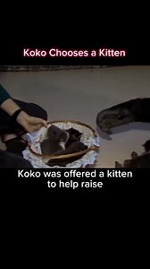 268K views · 10K reactions | Koko chose little Smoky to be her kitten A beautiful reminder that love and nurturing can cross any species. #kokothegorilla #gorilla #kitten | Koko & The Gorilla Foundation | Facebook