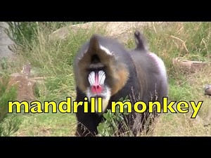 ALPHABET Animals - PHONICS for Kids - ABC Nursery Rhyme (Part 2)