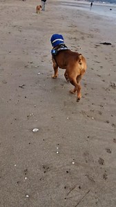 23K views · 923 reactions | Red lab & beagle | Boerboel Blade | Facebook