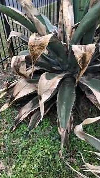 Agave plant removal from the root
