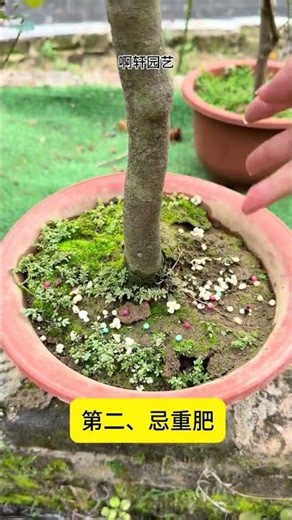 Top 10 Dos and Don'ts for Successful Camellia Growth