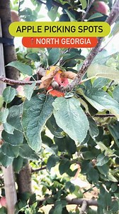 🍎 APPLE-PICKING SEASON IS HERE 🍎It’s that time of year again! Corn mazes, hayrides, and apple cider doughnuts? Say less. Swap pool days for orchard rows and day trips up north. Each location is perfect for all ages and worth making a day of it! If you’re looking for something to do this weekend, check these spots out.PRO TIP: Call ahead to see what’s in stock and check for weather closures.Mercier Orchards📅 Mon–Thu 10 am – 4 pm; Fri–Sun 9 am–4:30 pm🎟️ $15 per person📍 8660 Blue Ridge Dr, Blu