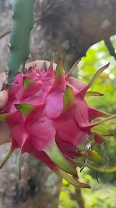 2.2K views · 20 reactions | Beautiful inside dragonfruit | FruitFun | Facebook