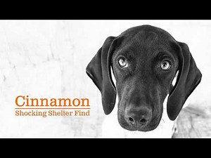A Shocking Shelter Find: A Puppy Named Cinnamon