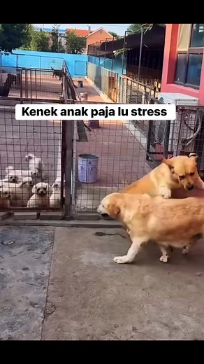 14K views · 40 reactions | #dog #playing | Dio Agusman | Facebook