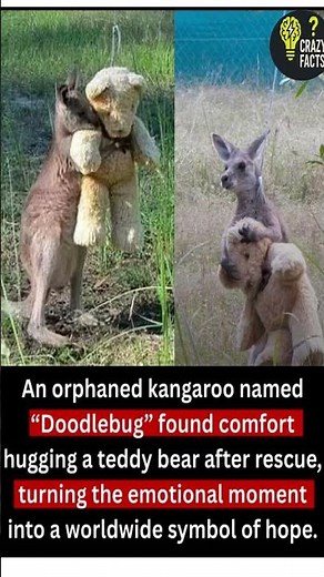 An Orphaned Kangaroo Named Doodlebug Hugged a Teddy Bear After Rescue, This Became a WORLDWIDE