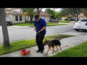 How To Train German Shepherd Puppy 6 months old - Day 3 - "Hadley" the GSD Puppy