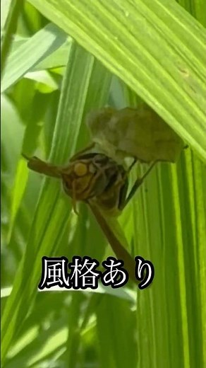 アシナガバチの巣作り♪