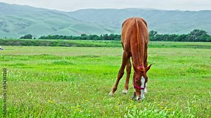 red stallion with white legs in the red bridle on a leash is grazing on green meadow with mountains on the horizon at cloudy spring day, front view. Stock Video