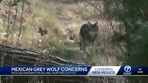 Mexican gray wolves concerns
