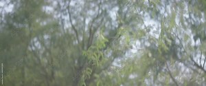 Anamorphic camera travelling with plant branches