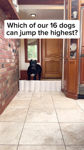 Exciting Dog Jumping Competition | Fostering, Rescued Dogs