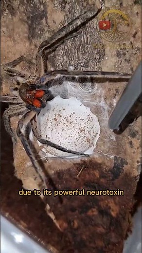 Top 3 Deadliest Spiders in the World – Beware Their Venom! #animalfacts #animals #facts