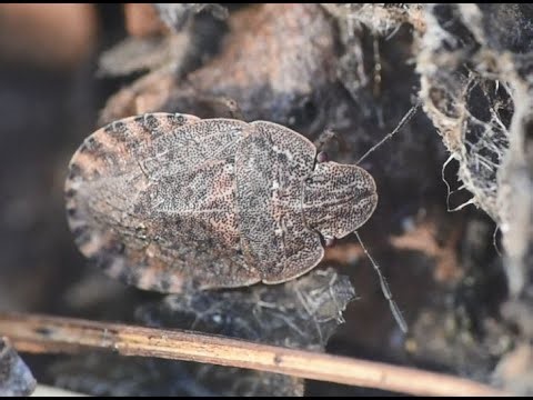 Platte zandschildwants Sciocoris homalonotus