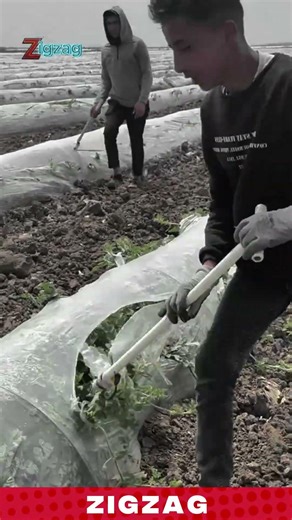 Practical Row Weeding Tool for Cleaning and Soil Loosening in Mulched Crop Fields