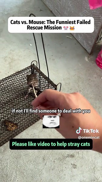 Cats vs. Mouse: Hilarious Pet Comedy Showdown