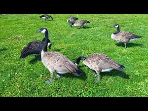 Canada Goose Adventures: Migration, Habitat, and More! #canadiangoose #goose #victoriawildlife