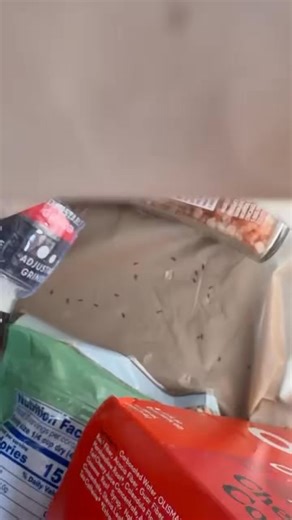 A woman was shopping at the Kroger store on Gratiot Avenue in Richmond when she went home and found dozens of bugs all over her grocery bags. | Macomb County Scanner
