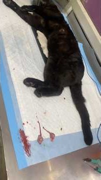 Benefits of Neutering Male Cats 🐈✂️ | Must Know for Cat Owners