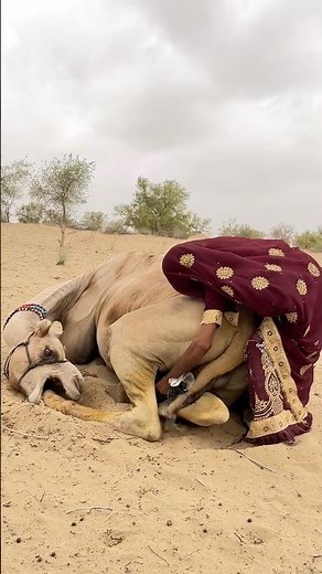 A kind shepherd gently comforts his camel, bringing peace in the harsh desert. 🐪🏜️🤍