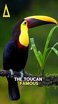 10 Most Colorful Animals That Look Too Beautiful to Be Real 🌈🐸#AnimalFacts #ColorfulAnimals