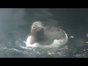 Tufted Puffin & Common Murre (Aquamrine Fukushima, Fukushima, Japan) August 3, 2019