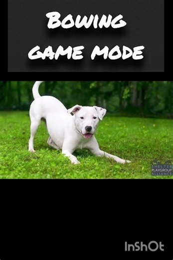 Dogs’ Body Language Explained 🐶 | What Your Dog Is REALLY Saying!