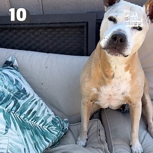 94K views · 772 reactions | We bet you'll be howling at these fails! 藍 | Try Not to Laugh | Facebook