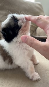 4.1K views · 259 reactions | Beautiful Angel the cleft lip girl is at 5 weeks old today #dog #shihtzu #toocute #shihtzupuppy #shihtzulovers #pet #toocute #toocutenottoshare #pet #cleftlip | Ma Lor | Facebook