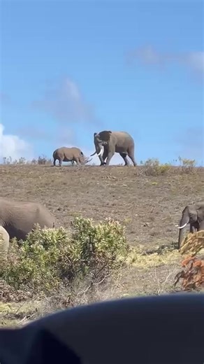 9.4K views · 180 reactions | RHINO VS ELEPHANT | Animal Time | Facebook