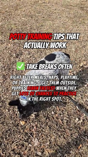 Raymond Rodriguez 🐾 Rehabilitation & Dog Training on Instagram: "Here are some other potty training tips every pup parent should know 🐾 ✅ Reward on the Spot – Praise or treat the moment they go. Timing is key to helping them connect the dots. ✅ Keep Them Supervised – Don’t let them roam free until routines are solid. A crate or close supervision helps prevent accidents. ❌ Don’t Wait for a Signal – Some pups give no warning at all. Be proactive and stay ahead of accidents. ❌ Don’t Let Them Just