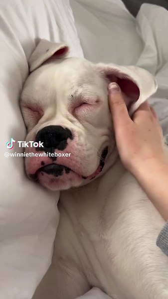 Adorable Boxer Puppy Videos to Melt Your Heart