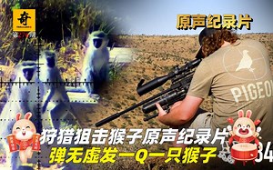 高清原声纪录片，狩猎狙击猴子纪录片，弹无虚发一Q一只猴！_哔哩哔哩_bilibili