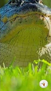 Close Up with an American Alligator in Lakes Park Florida Wildlife Encounter