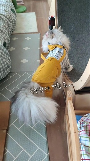 우리집 고양에 캣휠 사용법 #고양이 #캣휠쓰는법 #고양이일상 #cat #catwheel #cutecat #catwheel