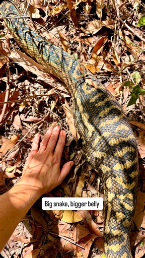 That Snake Lady on Instagram: "Releasing the carpet python with a belly full of chicken. This beautiful snake made itself very comfy inside the bag after its big meal and didn’t want to come out. Sometimes pythons can become quite agitated and nervous after a meal as it leaves them feeling vulnerable. It’s always important to keep them feeling as calm as possible and support their belly so they don’t panic and regurgitate the meal. This big beauty was amazingly calm and in no rush to leave. Once