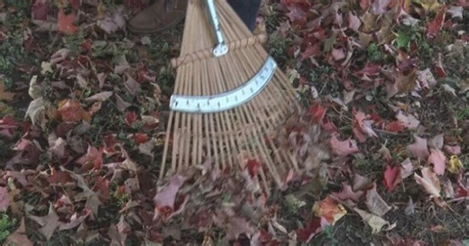 Fort Wayne leaf pick-up: schedule and guidelines announced