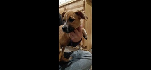 Meet " Tiny," your future itty bitty buddy This playful, 10- week-old boxer mix is getting ready for her forever home. Don't let her little size fool you she's just as mighty as her 8 siblings. She loves to cuddly and play. She will fall asleep in your arms. She is great with children. Tiny's mother is a pure-bred mahogany boxer, but she is a unique mix. She is a lighter fawn with slight patches of dark fur. She has white paws, and a dip stick tail. Contact us today to meet this bundle of joy! C