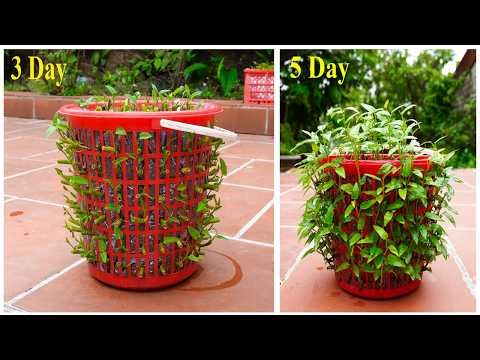 FULLTIME: Balcony Vegetable Gardening. Easy Container Ideas for Beginners